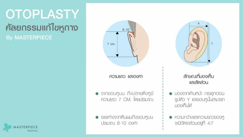 ความยาวของหูที่เหมาะสมคือ จากขอบหูบนถึงปลายติ่งหูความยาวประมาณ 7 เซ็นติเมตร ระยะห่างจากตีนผมถึงขอบหูบนประมาณ 8 - 10 องศา