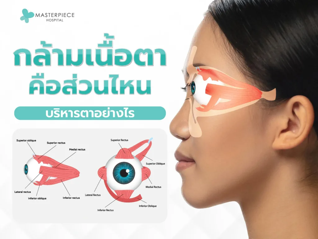 กล้ามเนื้อตาคือส่วนไหน ฝึกบริหารกล้ามเนื้อตาได้อย่างไร